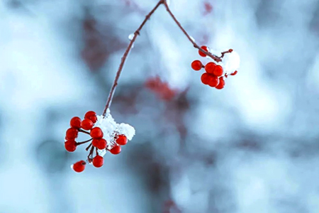 小雪】氣血兩虛進(jìn)補(bǔ)黃金期到來，今冬進(jìn)補(bǔ)明年打虎……